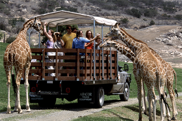 Giraffen besuchen eine Tour im San Diego Safari Park